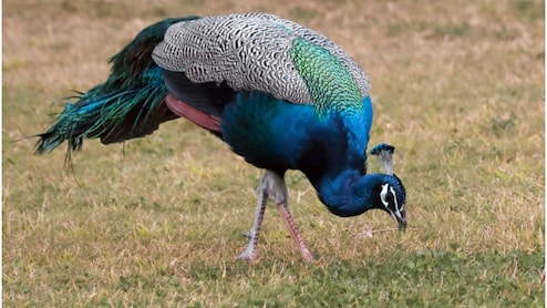 राजस्थान में एक साथ मृत मिले 12 मोर, वन विभाग में मची खलबली; पोस्टमार्टम रिपोर्ट का इंतजार