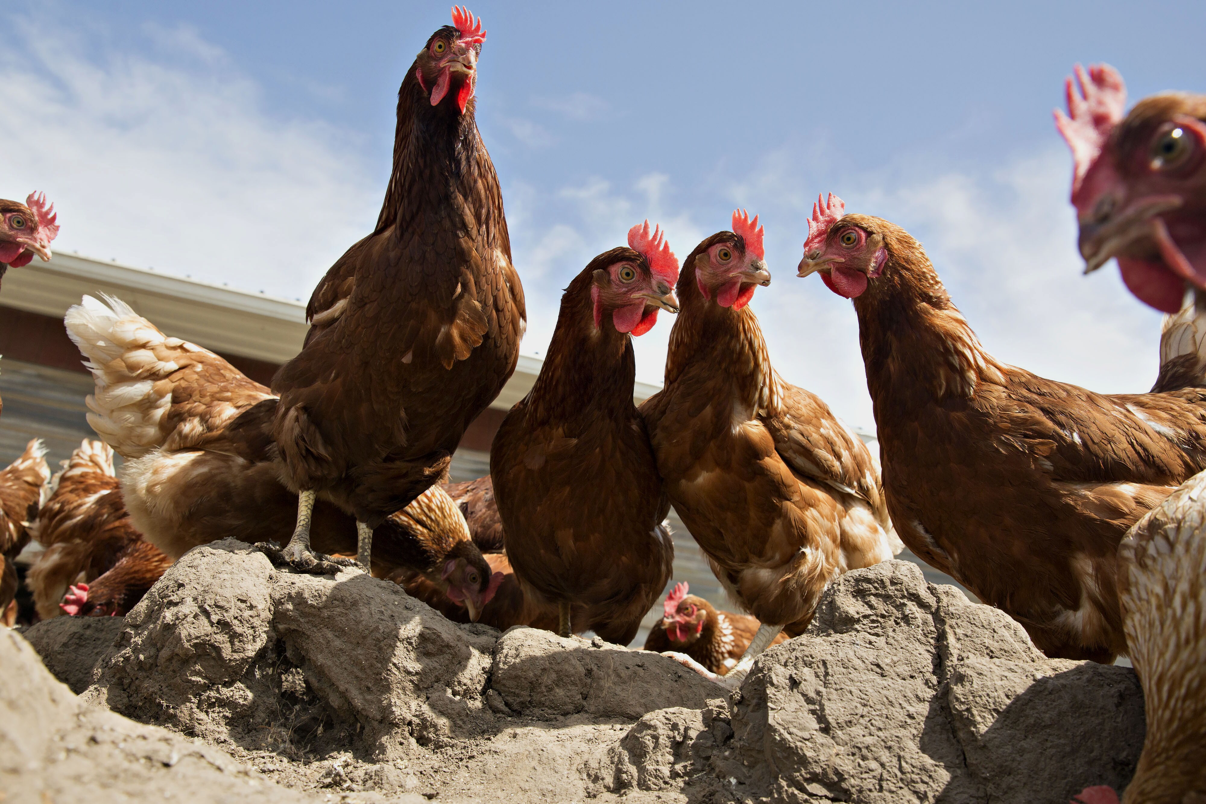 Too Much Chicken Earns This Poultry Producer A &lsquo;Sell&rsquo;