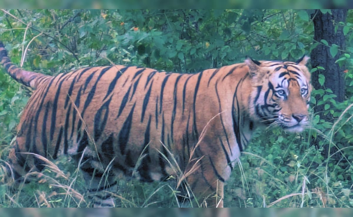 Bandhavgarh Tiger Reserve in NYT 2026 List