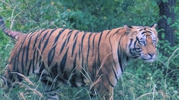 Bandhavgarh Tiger Reserve Makes It To NYT 52 Places To Go 2026 List. Why You Must Go