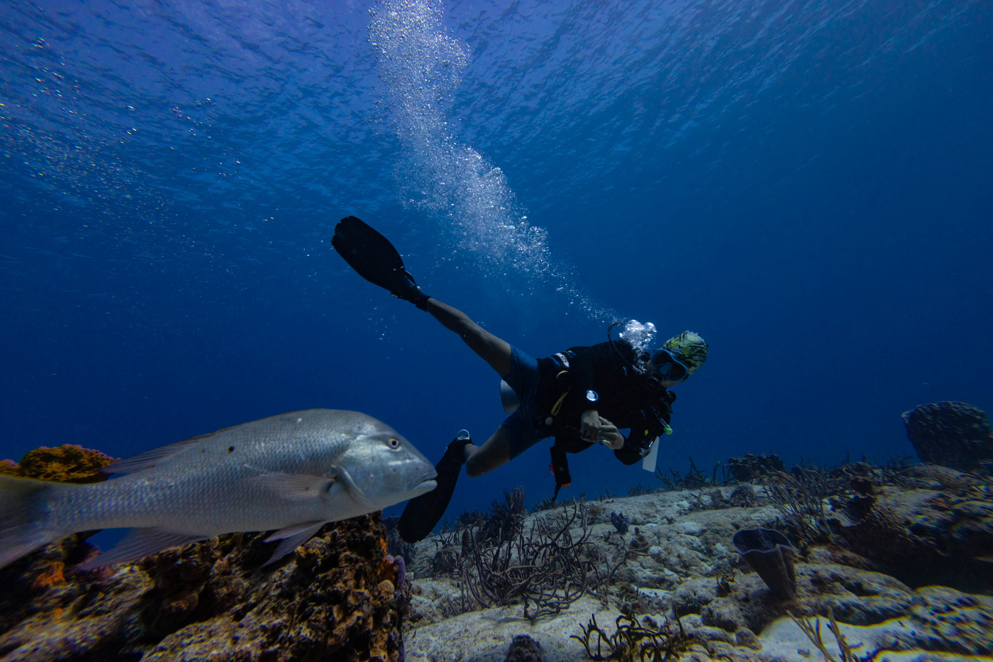 All About UN Biodiversity Treaty That Aims To Protect 30% Of Oceans By 2030