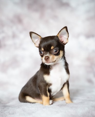 What's The Smallest Pet Dog In The World