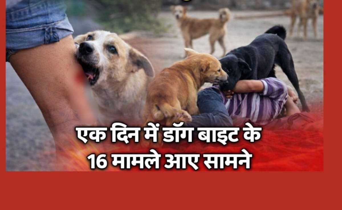 Dog Bite Cases: बालोद में आवारा कुत्तों का आतंक, एक दिन में डॉग बाइट के 16 मामले आए सामने