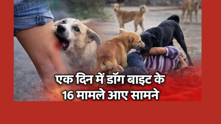 Dog Bite Cases: बालोद में आवारा कुत्तों का आतंक, एक दिन में डॉग बाइट के 16 मामले आए सामने