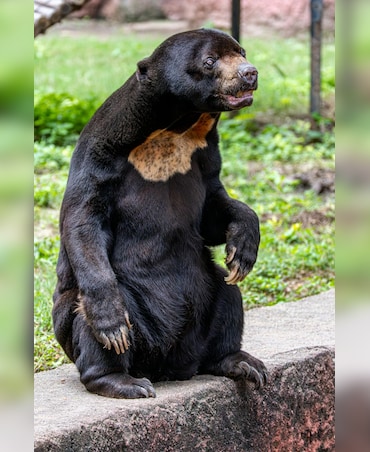 This Bear Mimics Facial Expressions Like Humans