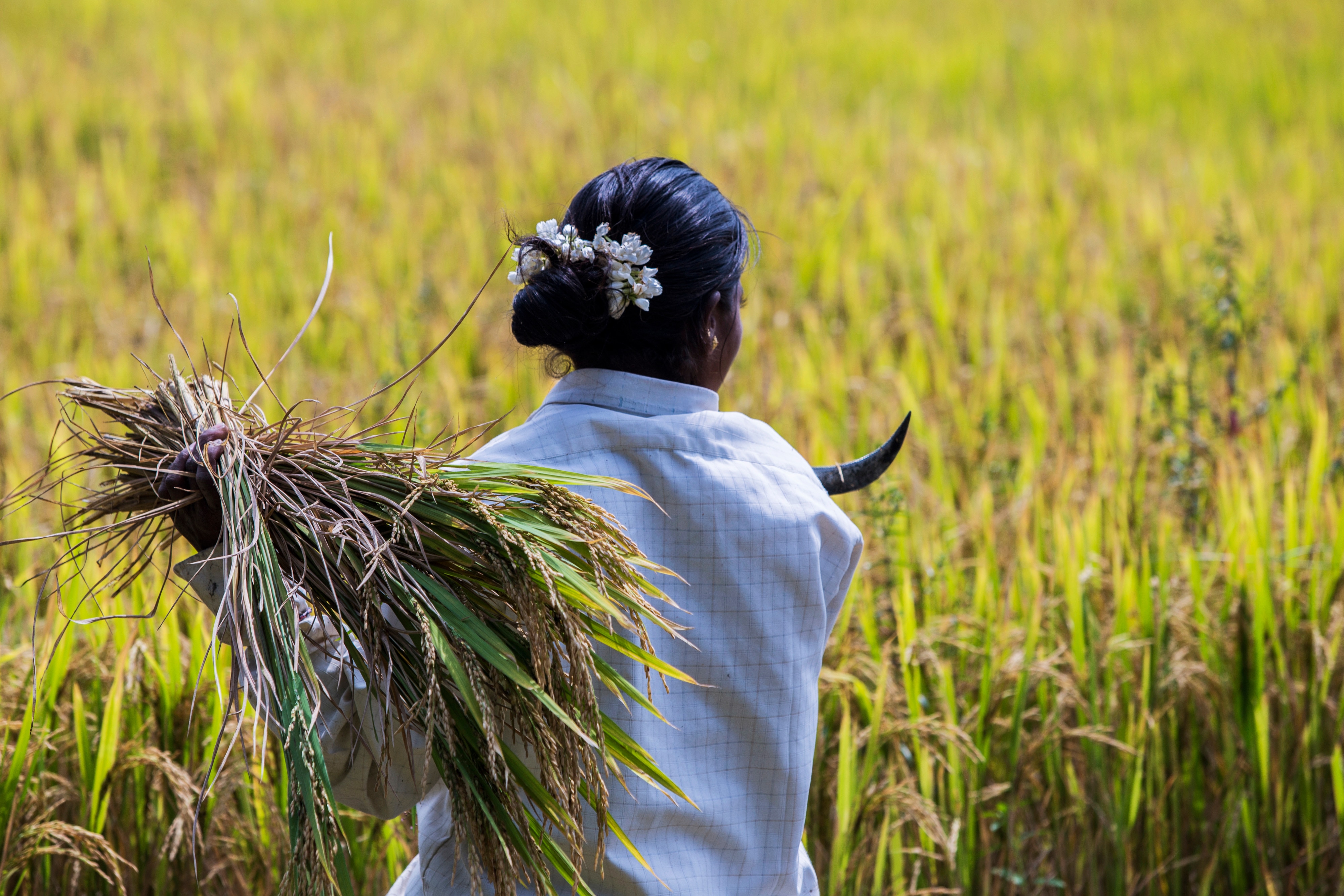 As Tamil Nadu Farm Crisis Grows, Record National Harvest Predicted&nbsp;