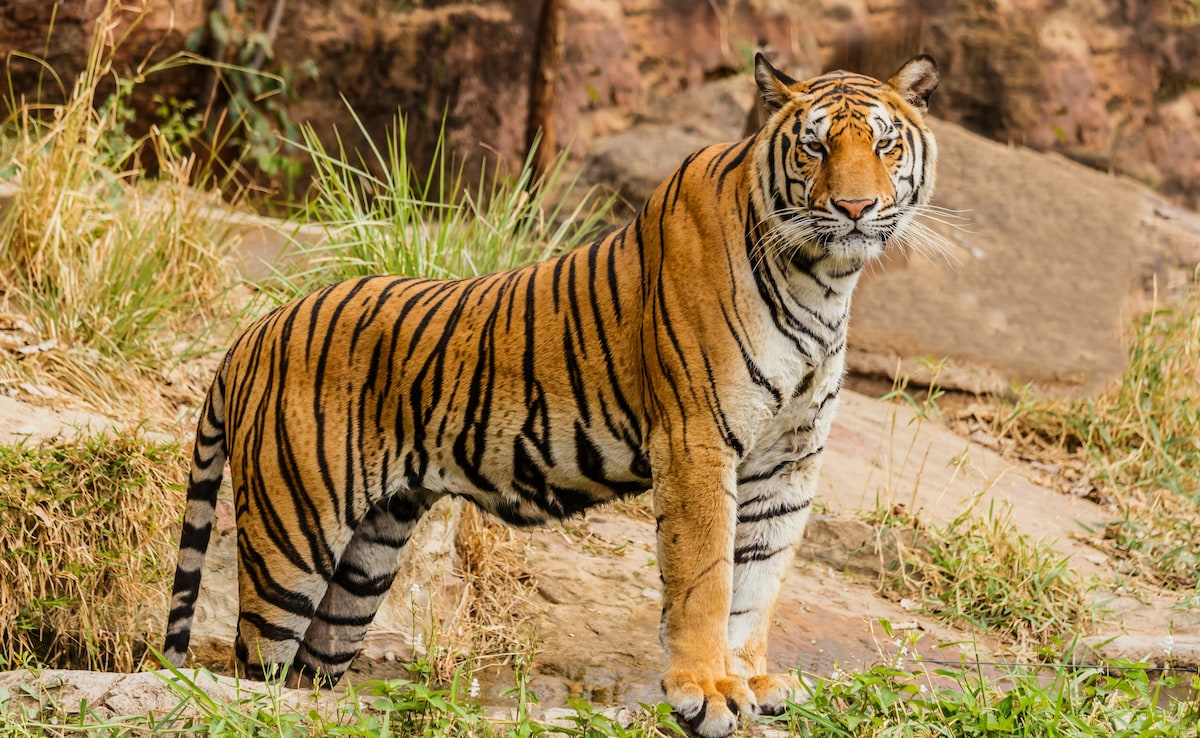 Planning A Tiger Safari In India? Here's How To Choose The Right Destination