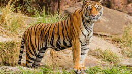 Planning A Tiger Safari In India? Here's How To Choose The Right Destination