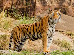 Planning A Tiger Safari In India? Here's How To Choose The Right Destination