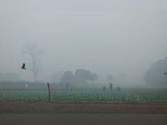 Extreme Cold In North India Could Push Up Food Prices By February: Experts