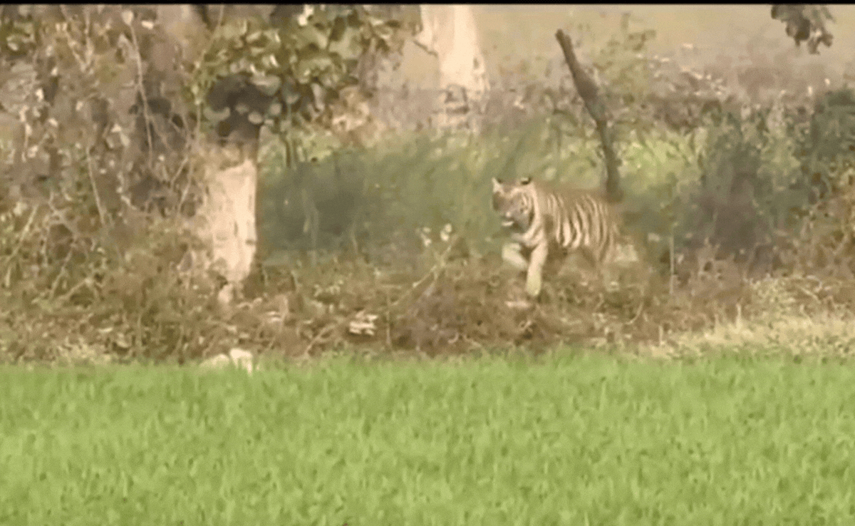 बड़ी मुश्किल से हाथ आई बांधवगढ़ की बाघिन, MT-6 को जंगल पसंद नहीं, बार-बार आ रही बाहर&nbsp;