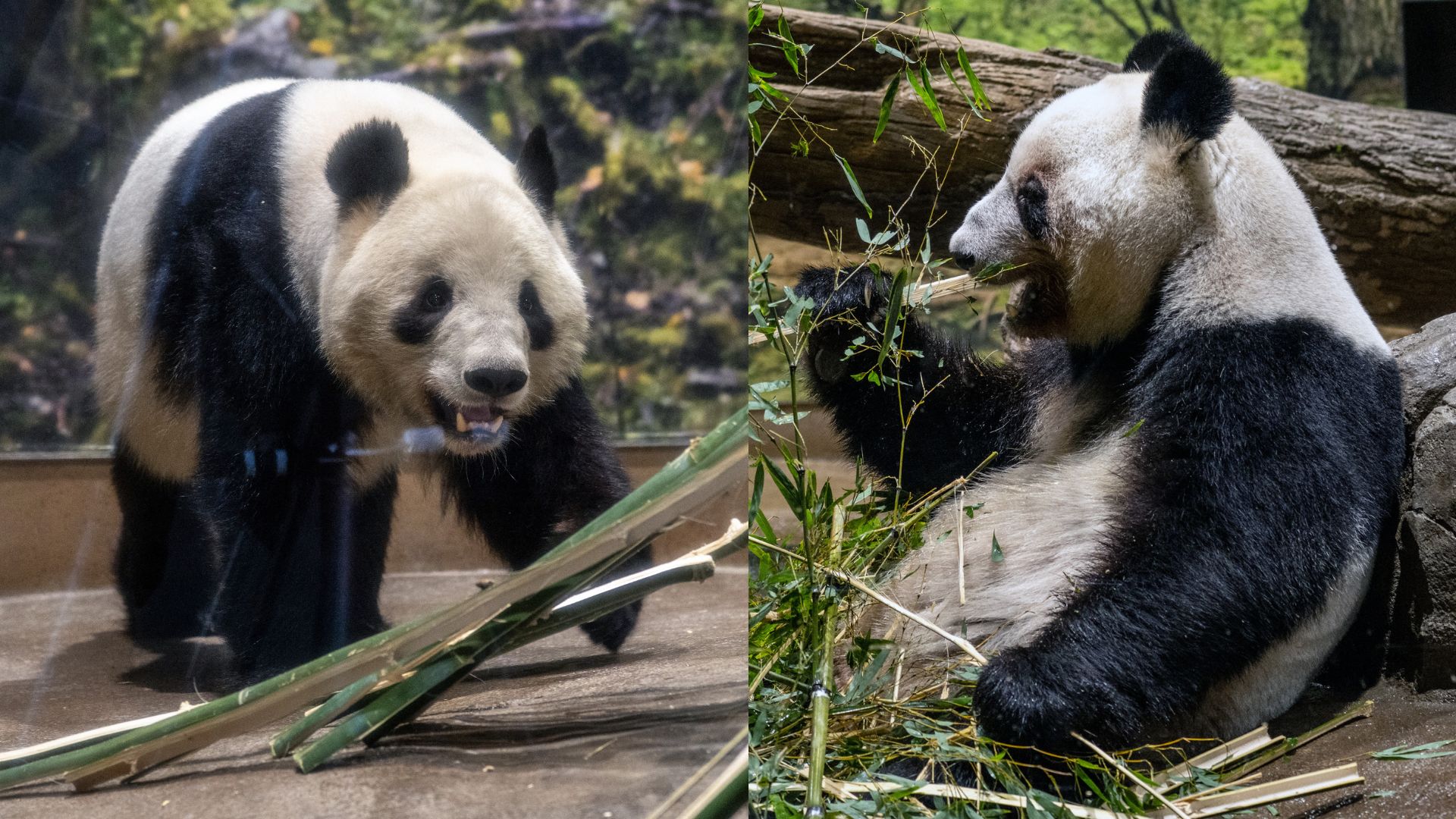 जापान के आखिरी 2 पांडा भी वापस जा रहे चीन, 54 साल पहले शुरू 'पांडा डिप्लोमेसी' का अंत क्यों हुआ?