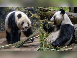 जापान के आखिरी 2 पांडा भी वापस जा रहे चीन, 54 साल पहले शुरू 'पांडा डिप्लोमेसी' का अंत क्यों हुआ?