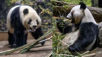 जापान के आखिरी 2 पांडा भी वापस जा रहे चीन, 54 साल पहले शुरू 'पांडा डिप्लोमेसी' का अंत क्यों हुआ?