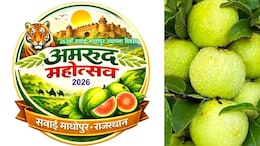 देश का पहला अमरूद महोत्सव सवाई माधोपुर में,&nbsp;अमरूद को अंतरराष्ट्रीय पहचान दिलाने की तैयारी