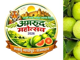 देश का पहला अमरूद महोत्सव सवाई माधोपुर में,&nbsp;अमरूद को अंतरराष्ट्रीय पहचान दिलाने की तैयारी
