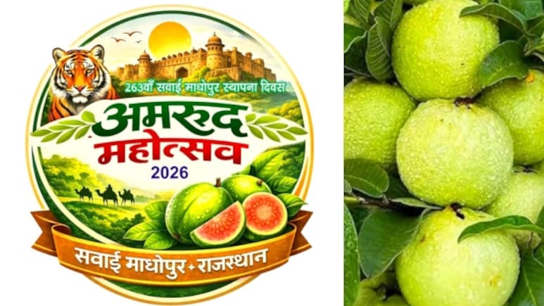 देश का पहला अमरूद महोत्सव सवाई माधोपुर में,&nbsp;अमरूद को अंतरराष्ट्रीय पहचान दिलाने की तैयारी