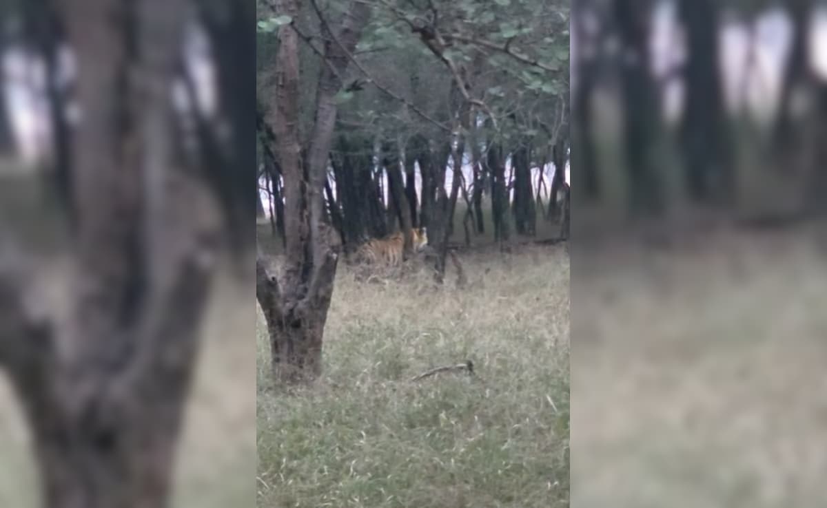 Latest and Breaking News on NDTV