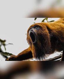 Meet The Loudest Monkey On Earth