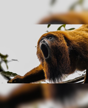 Meet The Loudest Monkey On Earth