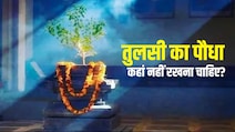 घर में इन 5 जगहों पर नहीं रखना चाहिए तुलसी का पौधा, बढ़ सकती है आर्थिक परेशानियां और नेगेटिविटी