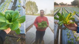 Success Story: विदेशी सब्जियों की खेती से लाखों का मुनाफा... नौकरी छोड़ने के बाद पिता के एक आइडिया ने अमित को बनाया करोड़पति