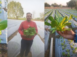 Success Story: विदेशी सब्जियों की खेती से लाखों का मुनाफा... नौकरी छोड़ने के बाद पिता के एक आइडिया ने अमित को बनाया करोड़पति
