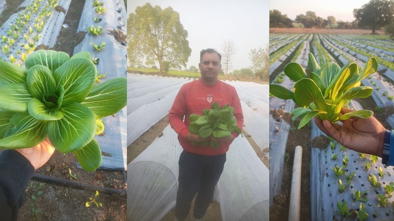 Success Story: विदेशी सब्जियों की खेती से लाखों का मुनाफा... नौकरी छोड़ने के बाद पिता के एक आइडिया ने अमित को बनाया करोड़पति