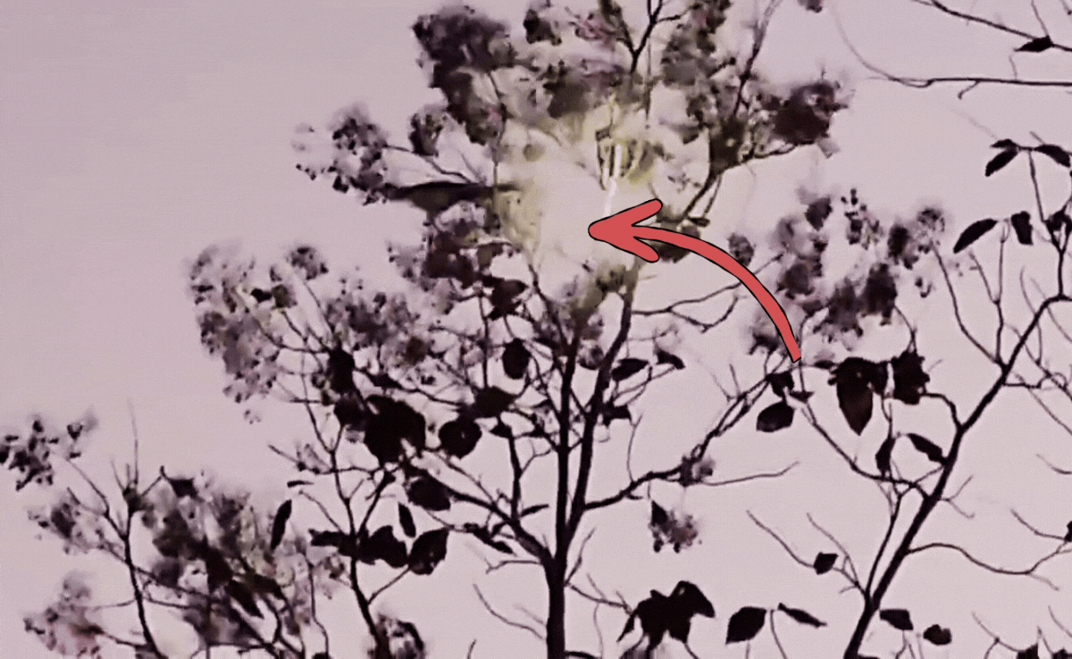 Flying Squirrel: कभी देखी है उड़ने वाली गिलहरी, पेड़ से उड़ते हुए देख झूम उठे पर्यटक, देखें वीडियो