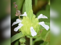 कई लोगों के लिए संजीवनी से कम नहीं है यह पौधा, जानें इसके औषधीय गुण