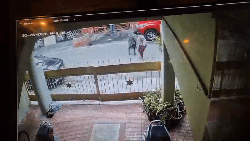 चेहरे पर इतने टांके की रूह कांप जाए... मॉर्निंग वॉक पर गई महिला को पालतू कुत्ते ने बुरी तरह नोंच डाला Video