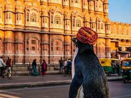 राजस्थान की सर्दी में 'स्वैग' दिखाने पहुंचा पेंगुइन! पगड़ी पहनकर जयपुर घूम रहा यह नन्हा टूरिस्ट