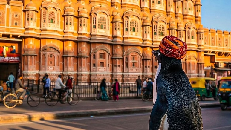 राजस्थान की सर्दी में 'स्वैग' दिखाने पहुंचा पेंगुइन! पगड़ी पहनकर जयपुर घूम रहा यह नन्हा टूरिस्ट