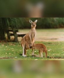 Can Kangaroos Walk Or Hop Backwards