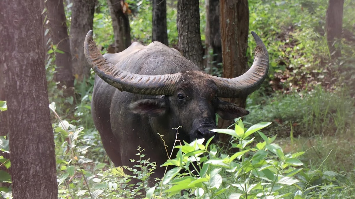 Wild Buffalo Chhotu in Udanti-Sitanadi Tiger Reserve Chhattisgarh (प्रतिकात्मक फोटो)