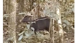A Rare Sight: Black Deer Caught On Camera In West Bengal's Kurseong
