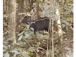 A Rare Sight: Black Deer Caught On Camera In West Bengal's Kurseong