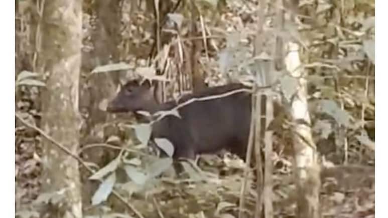A Rare Sight: Black Deer Caught On Camera In West Bengal's Kurseong