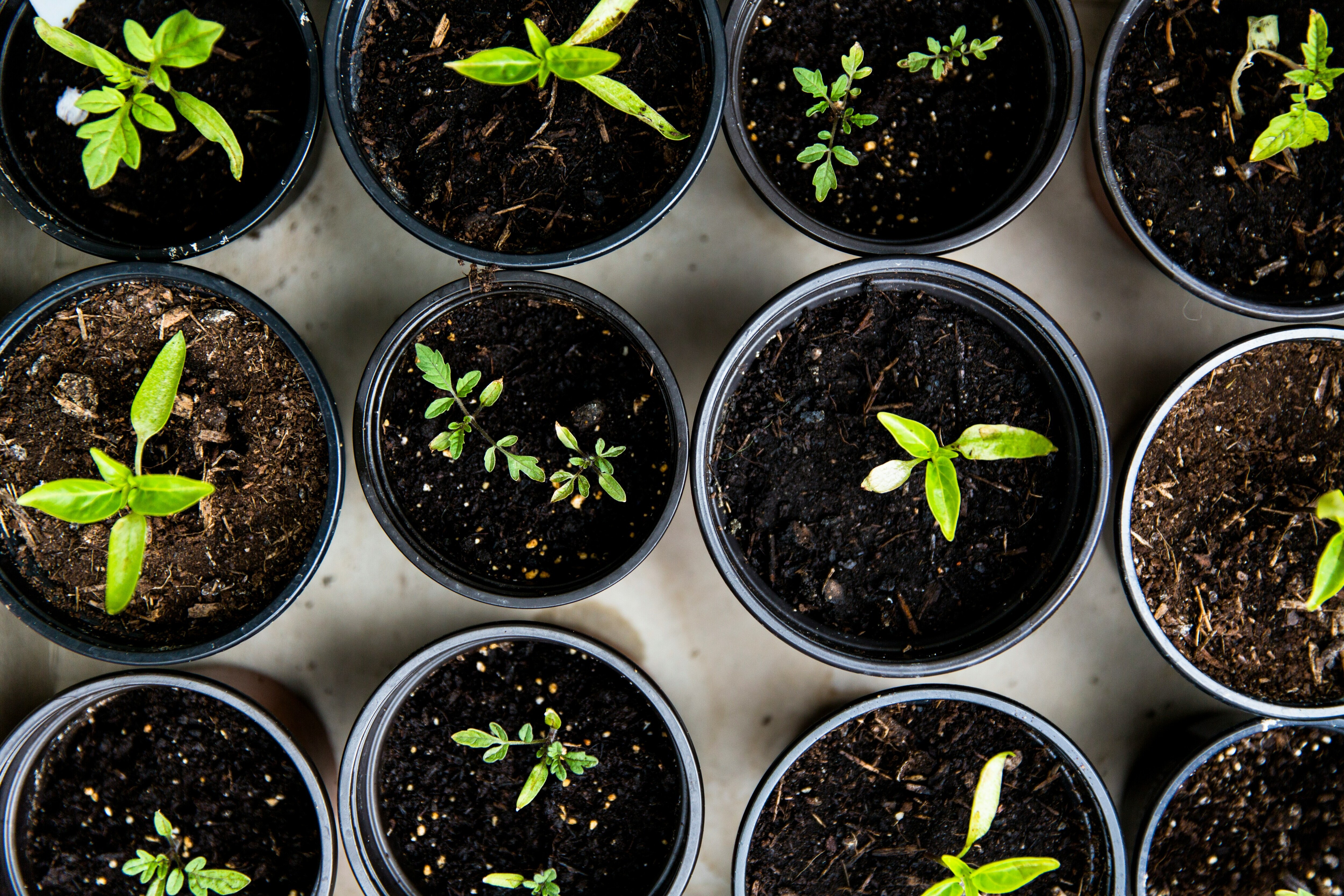 Syngenta Sets Up Seed Testing Lab In Hyderabad With Rs 20 Crore Investment
