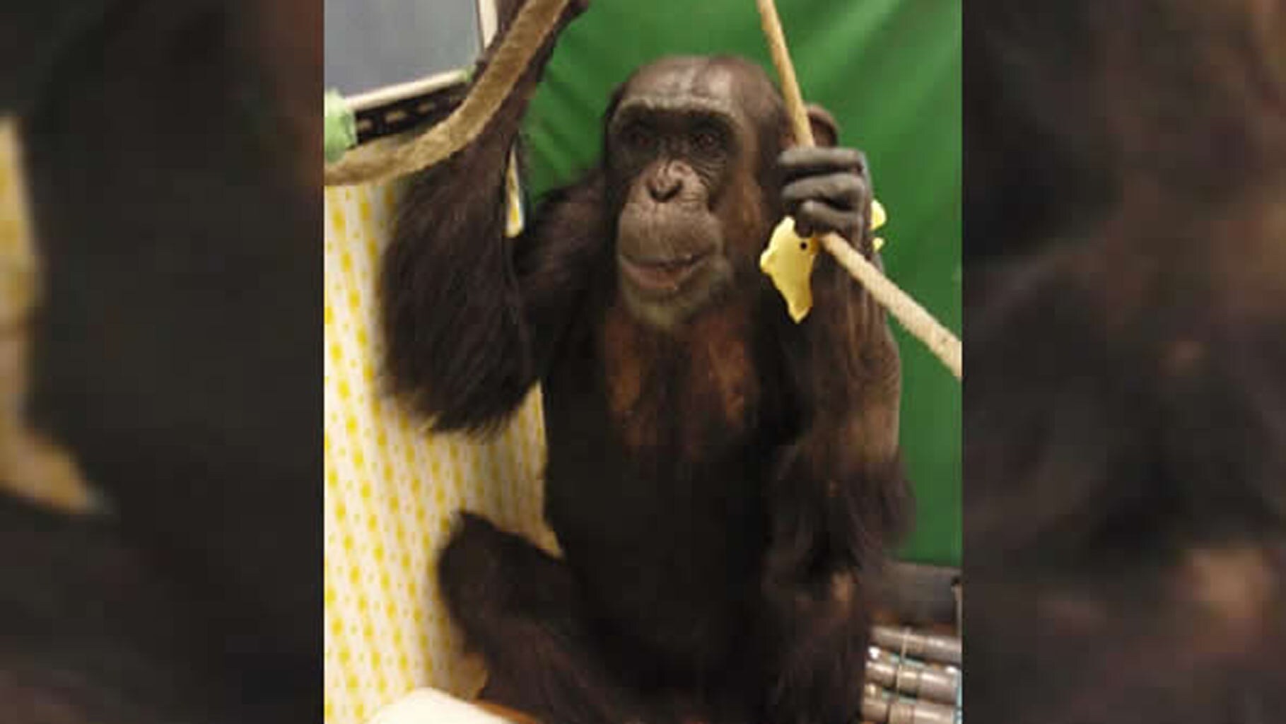 How a Paralysed Chimp Learnt to Walk With Help Of  Touch Screens