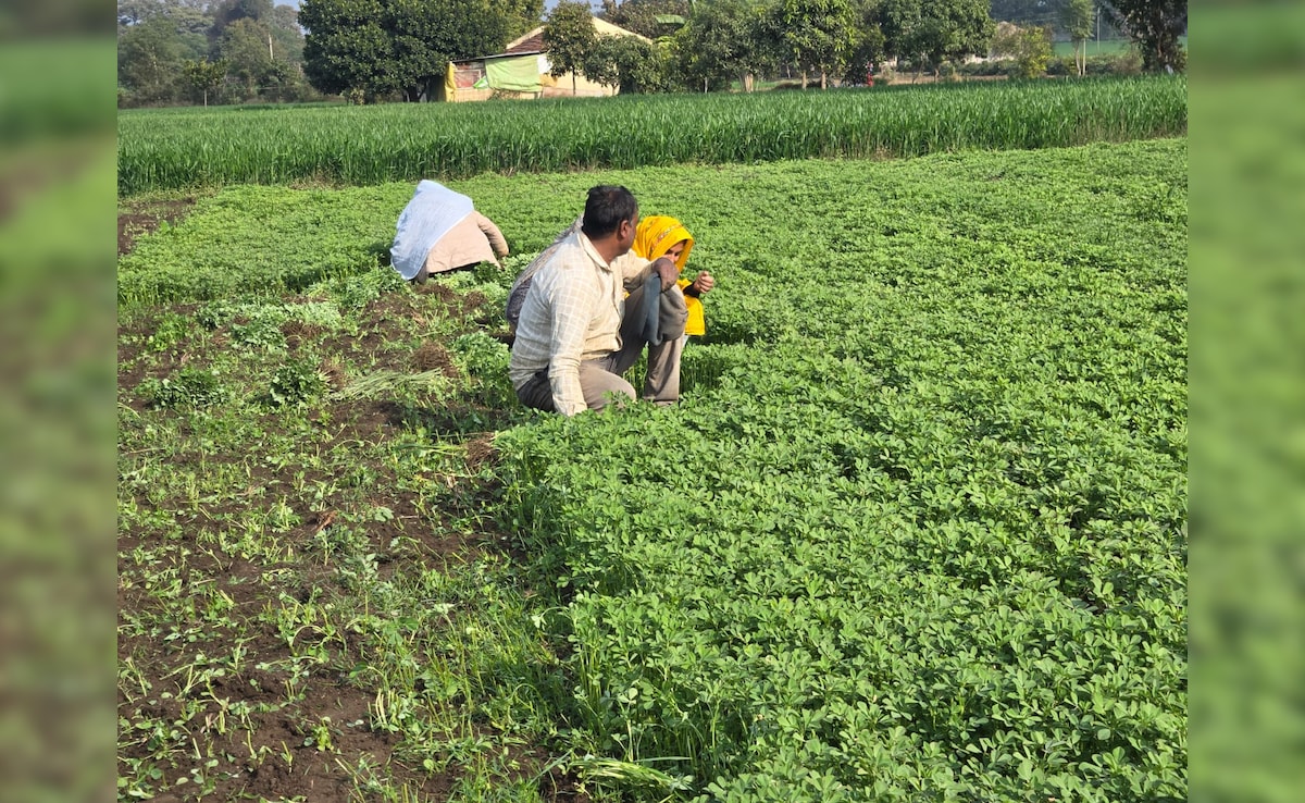 As US Trade Deal Enters Final Stretch, Centre Assures Silver Lining For Farmers