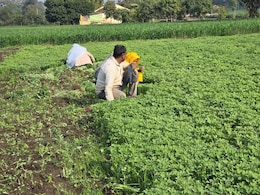 As US Trade Deal Enters Final Stretch, Centre Assures Silver Lining For Farmers