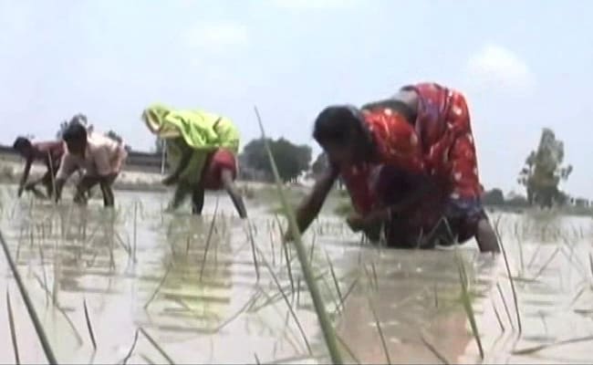 More Than 209 Lakh Tonnes Of Paddy Procured In Current Kharif Season