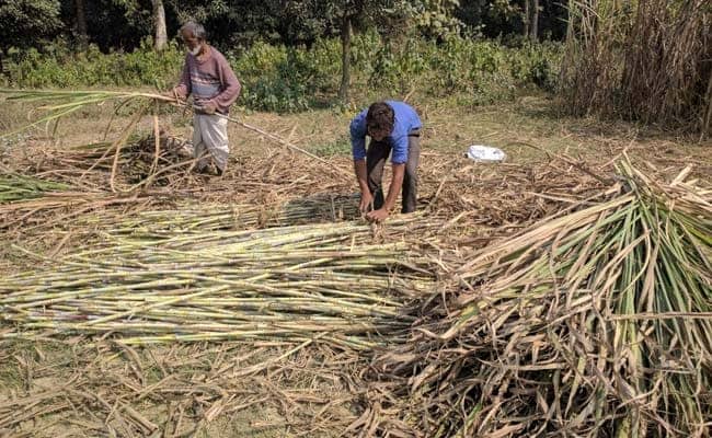 Cane Arrears In India Could Hit $3.8 Billion As Prices Tank