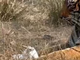 बाघ और परिंदे का हुआ सामना! आगे क्या हुआ - देखिए Video