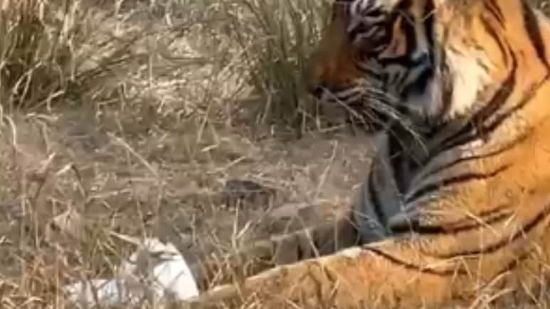 बाघ और परिंदे का हुआ सामना! आगे क्या हुआ - देखिए Video