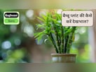 अगर आपका 'लकी' बैम्बू बार-बार मर रहा है, तो आप कर रहे हैं ये 3 गलतियां, Bamboo Plant की कैसे करें देखभाल