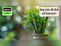 Gardening Guru: अगर आपका 'लकी' बैम्बू बार-बार मर रहा है, तो आप कर रहे हैं ये 3 गलतियां, Bamboo Plant की कैसे करें देखभाल