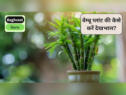 Gardening Guru: अगर आपका 'लकी' बैम्बू बार-बार मर रहा है, तो आप कर रहे हैं ये 3 गलतियां, Bamboo Plant की कैसे करें देखभाल