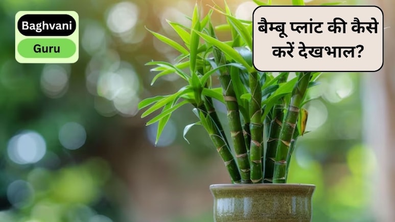 Gardening Guru: अगर आपका 'लकी' बैम्बू बार-बार मर रहा है, तो आप कर रहे हैं ये 3 गलतियां, Bamboo Plant की कैसे करें देखभाल